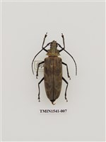 藏品(天牛科)的圖片